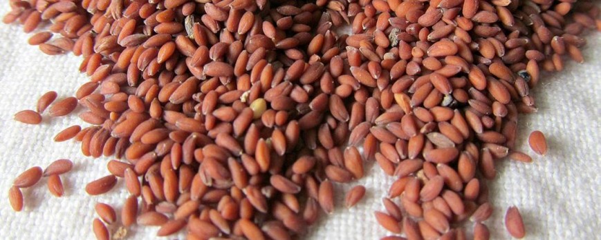 تعرف على كل ما يخص نبات حب الرشاد من فوائد وأضرار