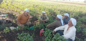 دورات مركز البحوث الزراعية