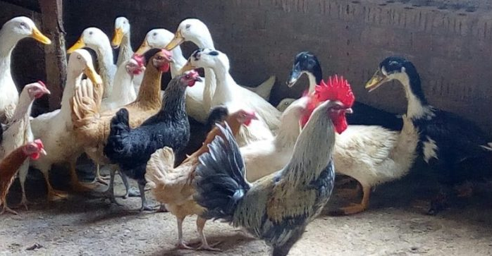 تربية الطيور