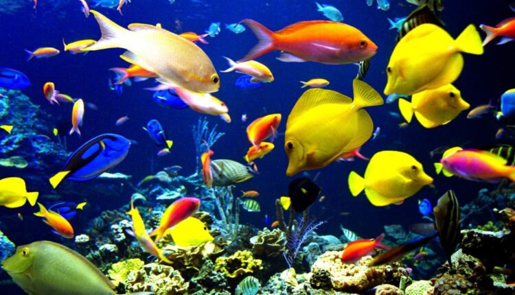 خلفيات كمبيوتر متحركة hd