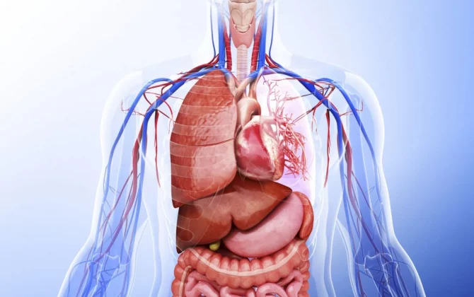ماذا يحدث للجسم أثناء فترة الصوم