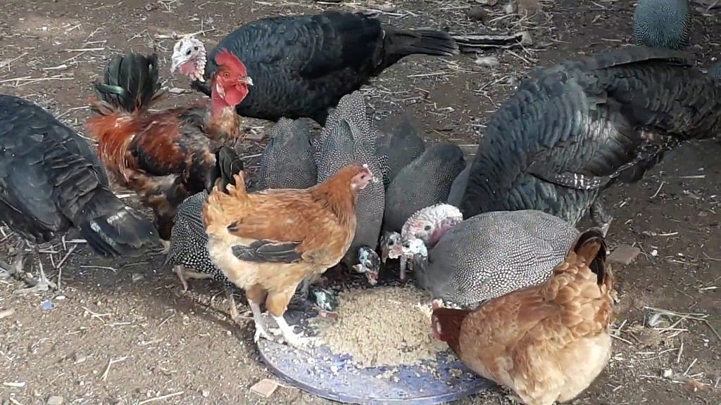 دراسة جدوى مشروع تربية الدواجن البلدى البياض