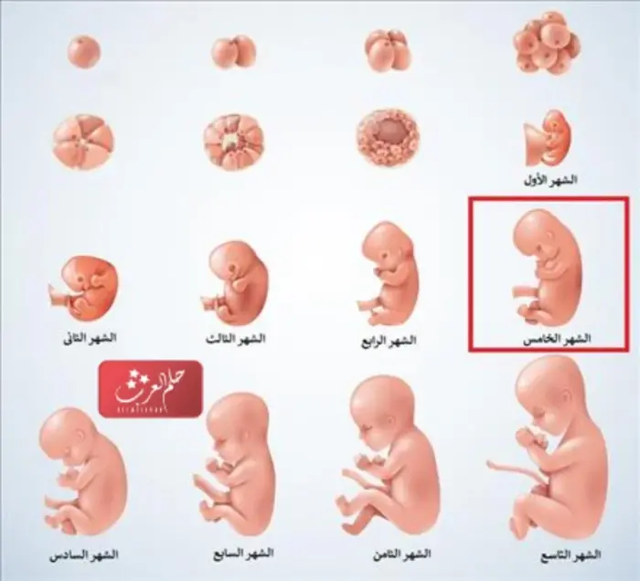 أعراض الشهر الخامس من الحمل بولد