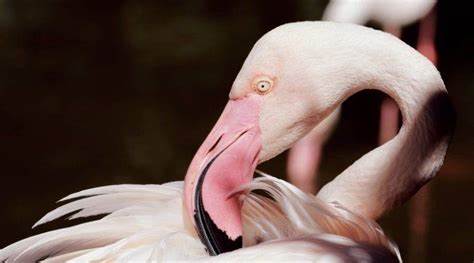 الطائر الفلامنجو