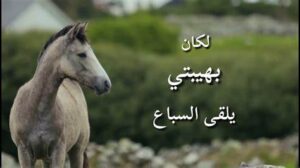 حصاني دلال المنايا