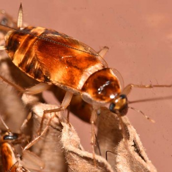 أسباب ظهور صرصور الليل