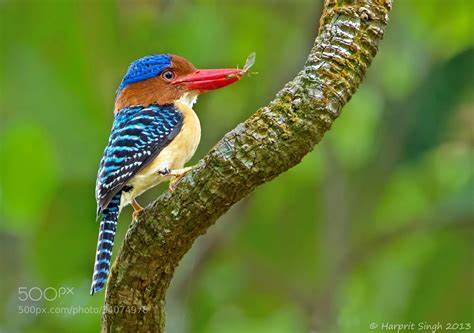 الطائر الرفراف