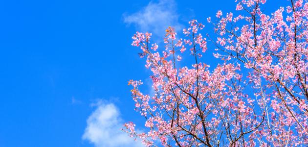 انشاء عن الربيع