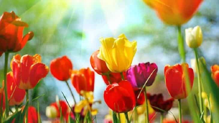 انشاء عن الربيع